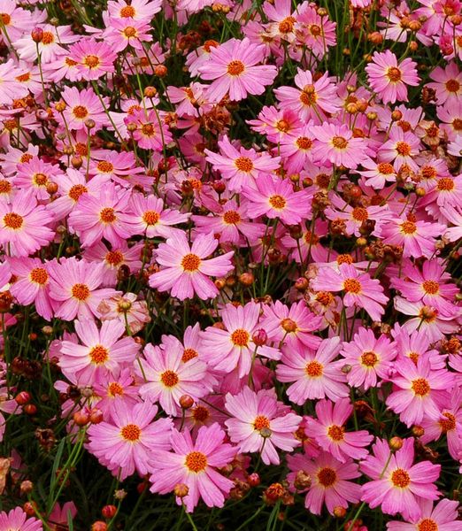 Coreopsis 'Pink Lady'